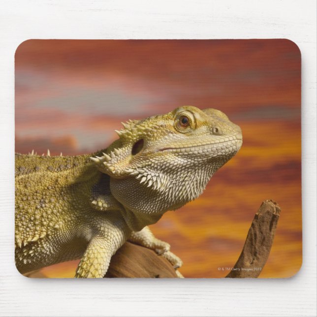 Mousepad Dragão barbudo (Pogona Vitticeps) no galho, (Frente)