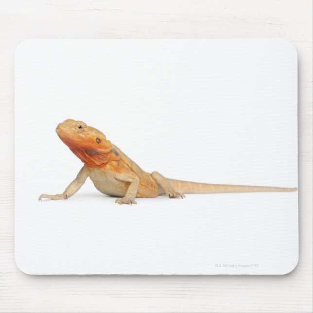 Mousepad Dragão com barba sem grão de SilkBacks - Pogona (Frente)