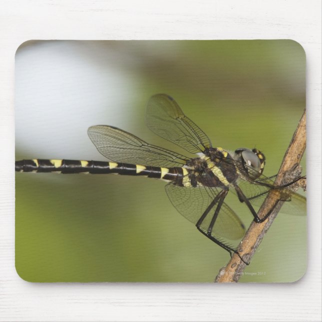 Mousepad Dragonfly 5 (Frente)