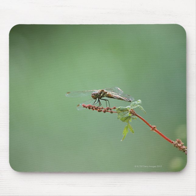 Mousepad Dragonfly 6 (Frente)
