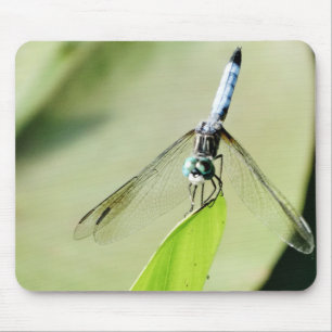 Mousepad Dragonfly azul sobre uma folha verde