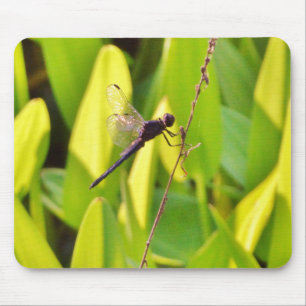 Mousepad Dragonfly Blue e preto na grama.