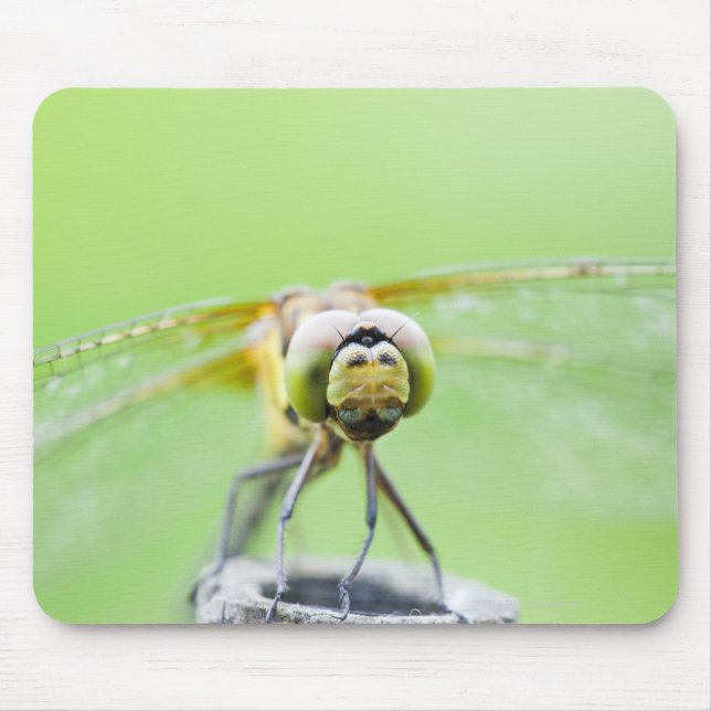 Mousepad Dragonfly (Sympetrum infuscatum) (Frente)