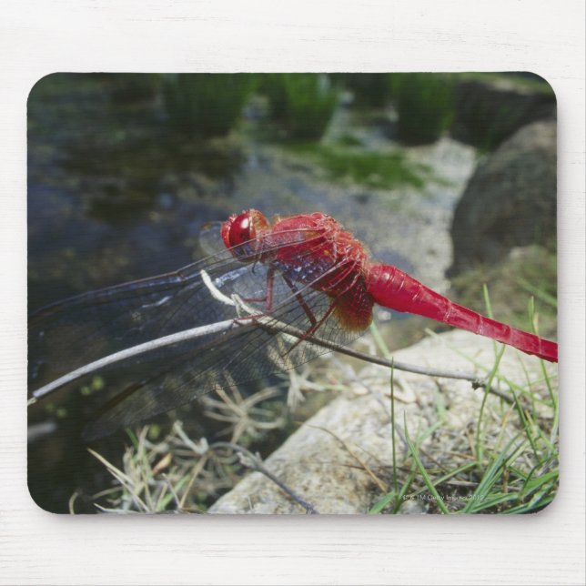 Mousepad Dragonfly tocando no galho, feche (Frente)