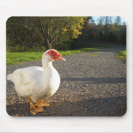 Mousepad Drake branco do pato de Muscovy