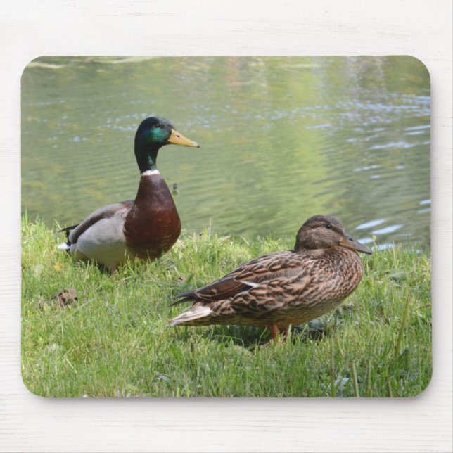 Mousepad Drake e pato no selvagem (Frente)