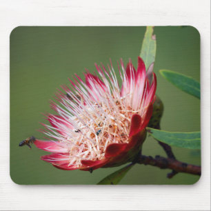 Mousepad Drakensberg Sugarbush (Protea Dracomontana)