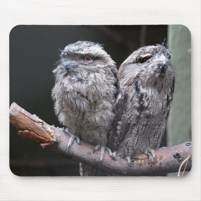 Mousepad Duas Aves de Frogmouth Tawny (Frente)