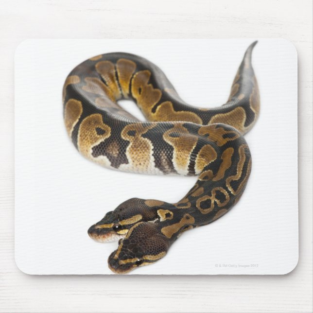 Mousepad Duas cabeças em Python Real ou Ball Python - Pytho (Frente)
