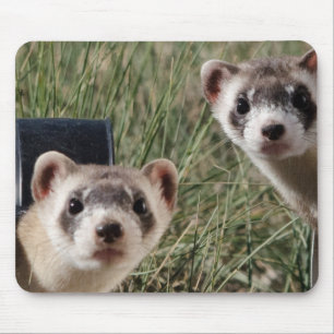 Mousepad Duas doninhas