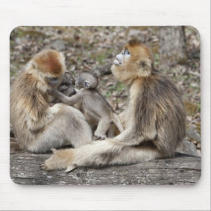 Mousepad Duas fêmeas de Macacos Dourados com recém-nascidos