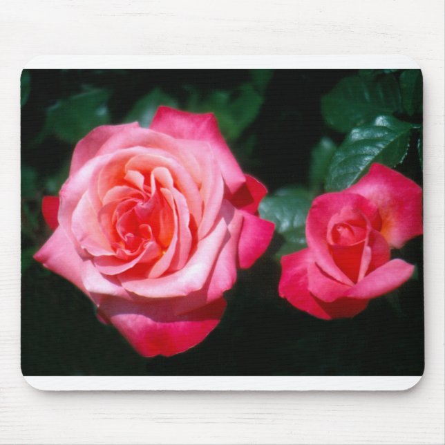 Mousepad Duas flores de rosa Silver Jubilee (Frente)