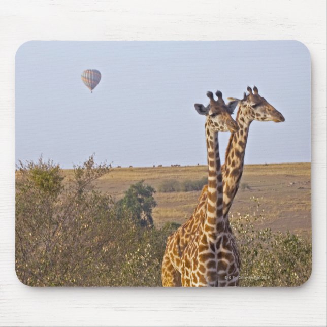 Mousepad Duas Girafas (Girafa camelopardalis), Masai (Frente)