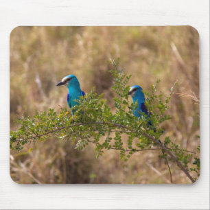 Mousepad Duas lindas aves azuis em uma ramificação