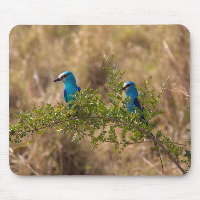 Mousepad Duas lindas aves azuis em uma ramificação (Frente)