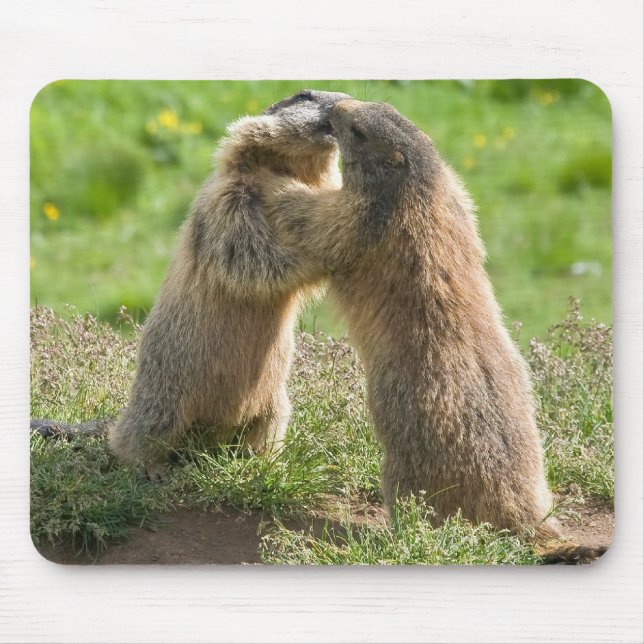 Mousepad duas marmota novas (Frente)