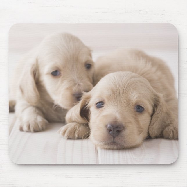 Mousepad Duas Miniaturas Dachshund (Frente)