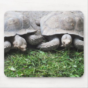 Mousepad Duas tartarugas gigantes