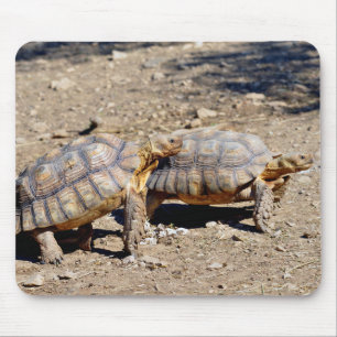 Mousepad Duas tartarugas sulcata que caminham no chão