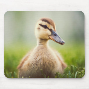 Mousepad Ducking do pato selvagem do bebê