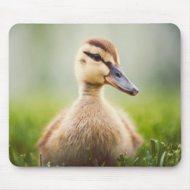 Mousepad Ducking do pato selvagem do bebê (Frente)