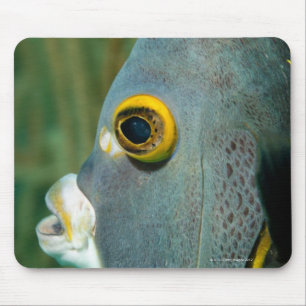 Mousepad Dutch Antilhas, Bonaire, fim-acima subaquático