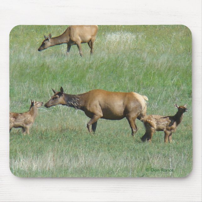 Mousepad E3 Vaca Elk e jovem (Frente)