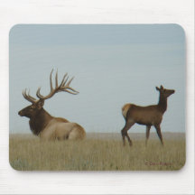 E5 Bull Elk e Yearling