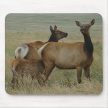 E61 Vaca Alce e Bezerro