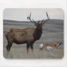 E63 Bull Elk e Pronghorn Antelope