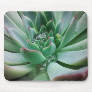 Mousepad Echeveria "Tippy