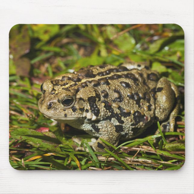 Mousepad edmonton, alberta, canadá 2 (Frente)