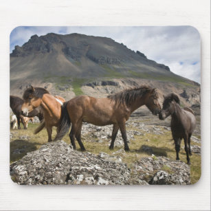 Mousepad Efetivo De Cavalos, Perto De Hofn, Islândia