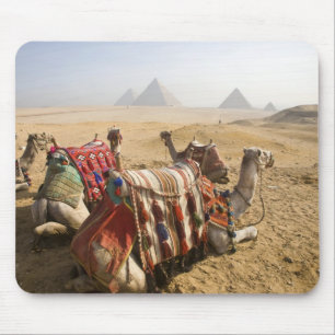 Mousepad Egito, Cairo. Camelos descansando