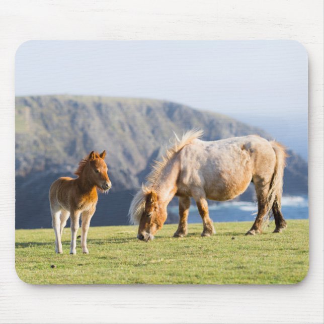 Mousepad Égua com potro, Ilhas Shetland, Escócia (Frente)