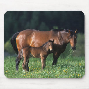 Mousepad Égua do puro-sangue & potro 1
