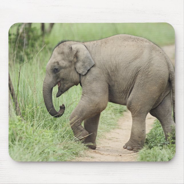 Mousepad Elefante bebê seguindo a mãe, Corbett (Frente)