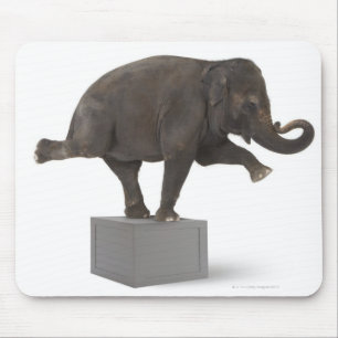 Mousepad Elefante que executa o truque na caixa
