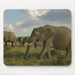 Mousepad Elefantes africanos pastando, Loxodonta africana,