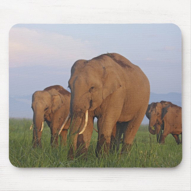 Mousepad Elefantes Indianos na Grassland (Frente)