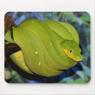 Mousepad Emerald Tree Boa Cobra