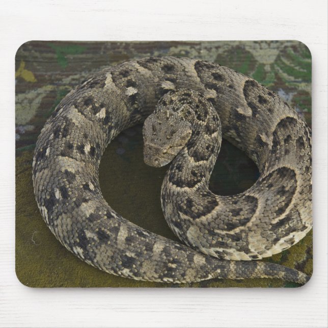 Mousepad Encantador de serpentes, víbora Africana Bitis (Frente)