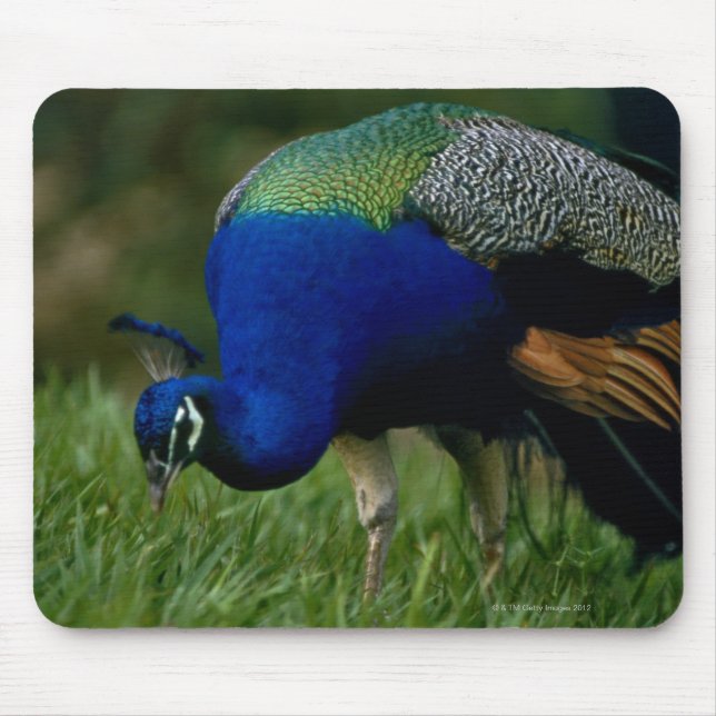 Mousepad Encerramento de um pavão (Frente)