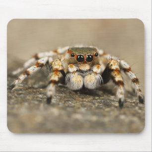 Mousepad Encerramento Incrível de Aranha Tarantula
