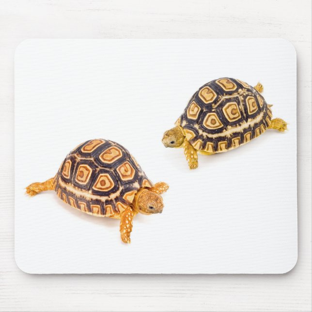 Mousepad Encontro das tartarugas (Frente)