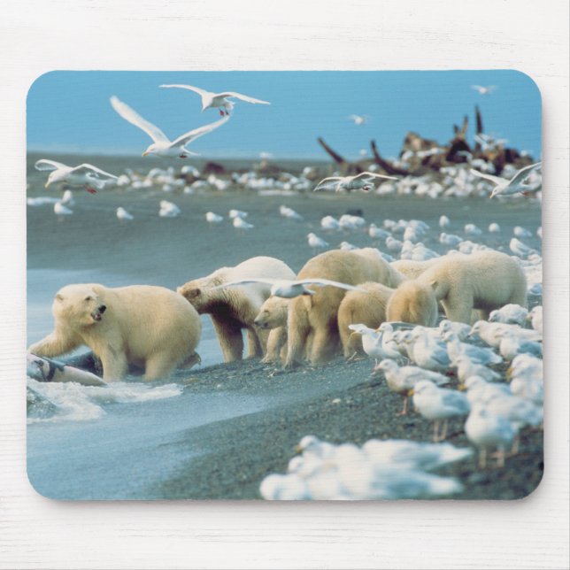 Mousepad Encosta Norte do Alasca. Ursos polares Ursus (Frente)