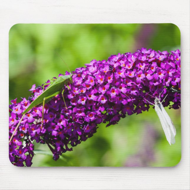 Mousepad energia do grilo-katydid (Frente)