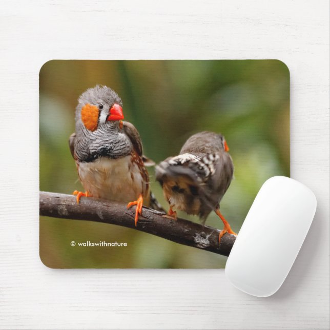 Mousepad Engraçada Saucy Cheeky Par de Zebra Finches Canavi (Com mouse)