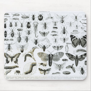 Mousepad Entomologia