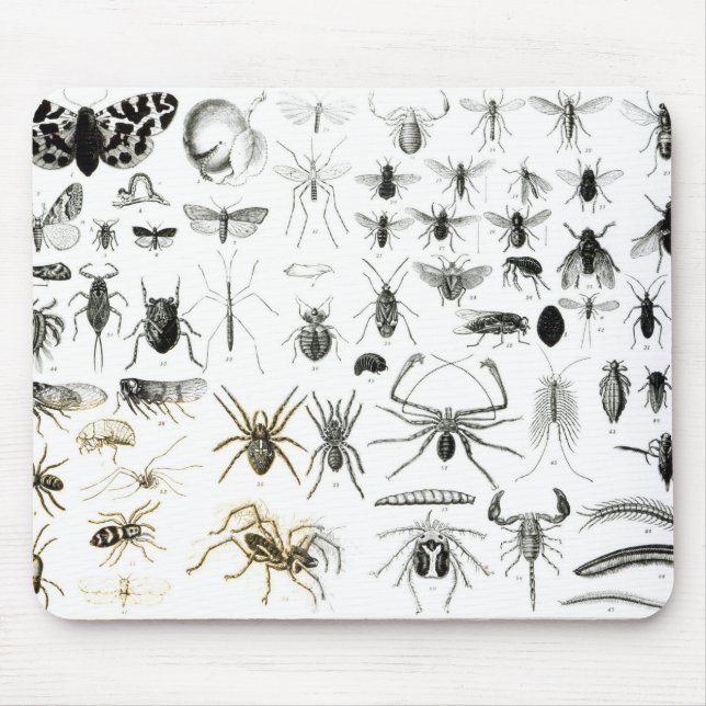 Mousepad Entomologia, Myriapoda e aracnídeos (Frente)